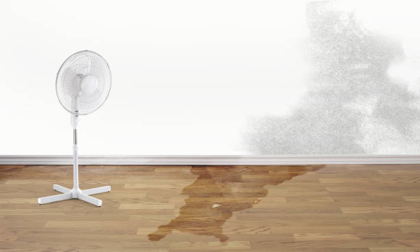 Best Water damage contractors near me  in Ocean City, FL